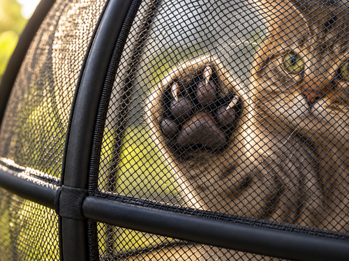 Cat Enclosure Mesh Ball
